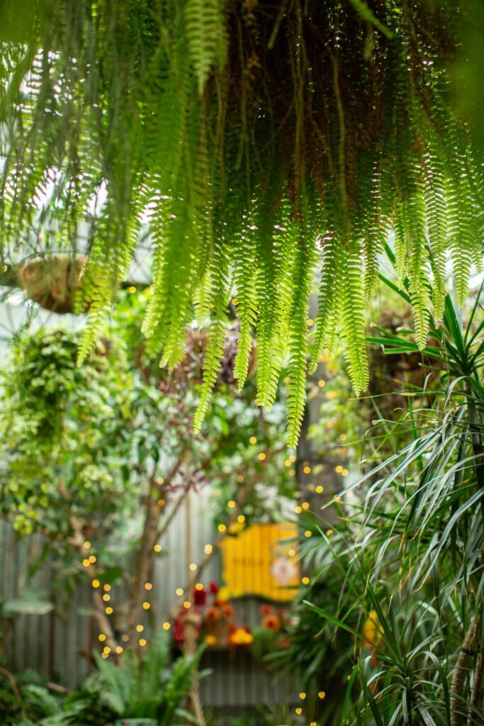 A serene corner of Alexandria's garden with ferns and twinkling lights creating a tranquil atmosphere.