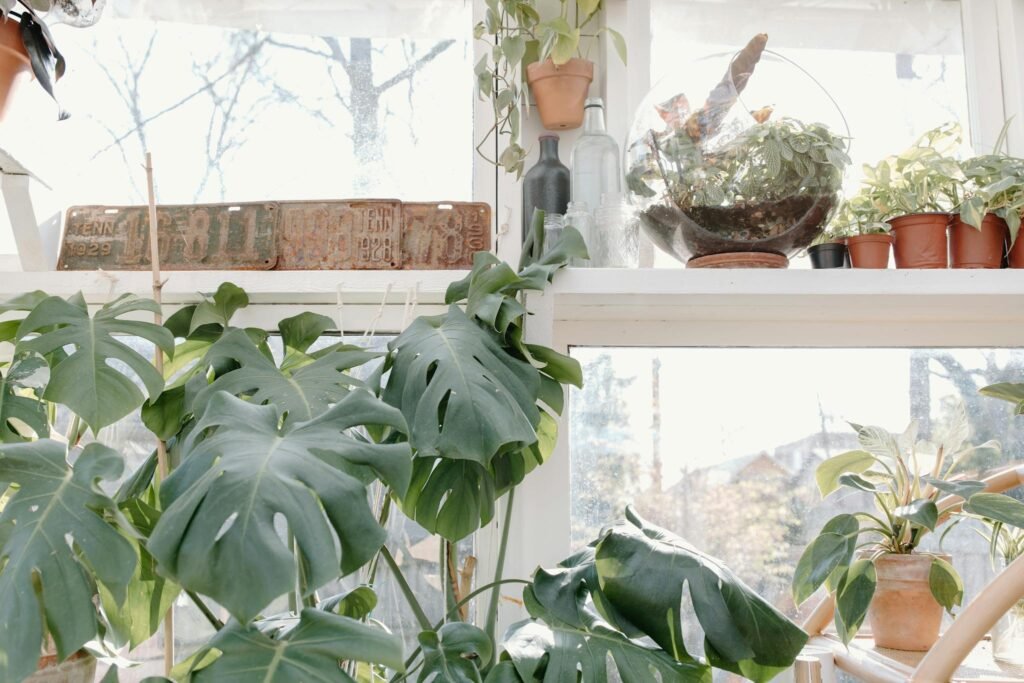 A sunlit indoor greenhouse filled with vibrant monstera and various potted plants for a fresh, natural ambiance.