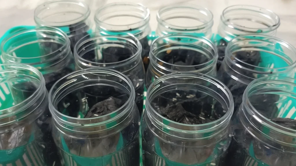 Multiple clear plastic jars filled with charcoal substrate and springtails arranged neatly in a green basket, showing the process of culturing springtails at scale on a clean surface.