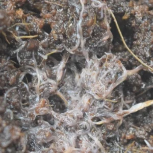 Grindal Worms — Live Culture Starter (High-Protein Fish Food)