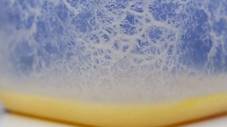 Close-up of a dense microworm culture climbing the side of a plastic container above a yellow oatmeal substrate.