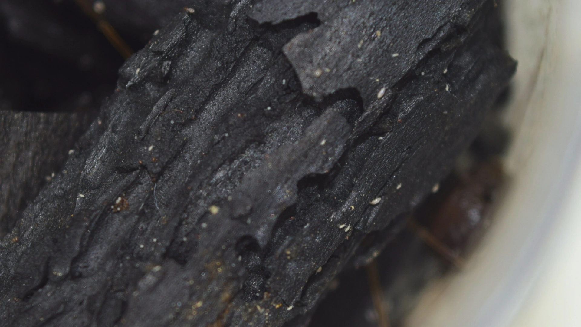 Close-up of springtails on black charcoal pieces in a terrarium culture.