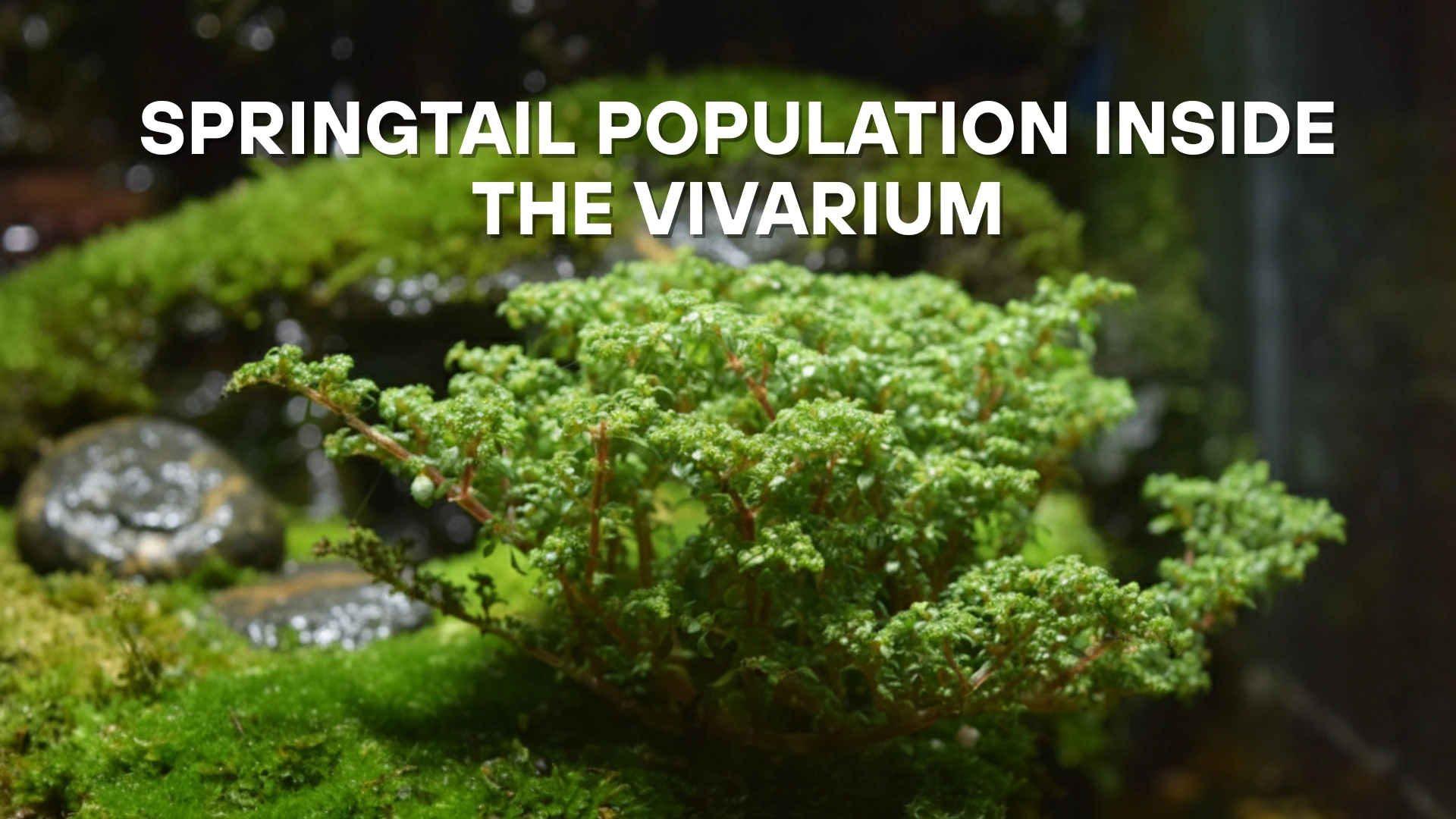 Moss and green plants inside a vivarium with text “Springtail Population Inside the Vivarium” on top.