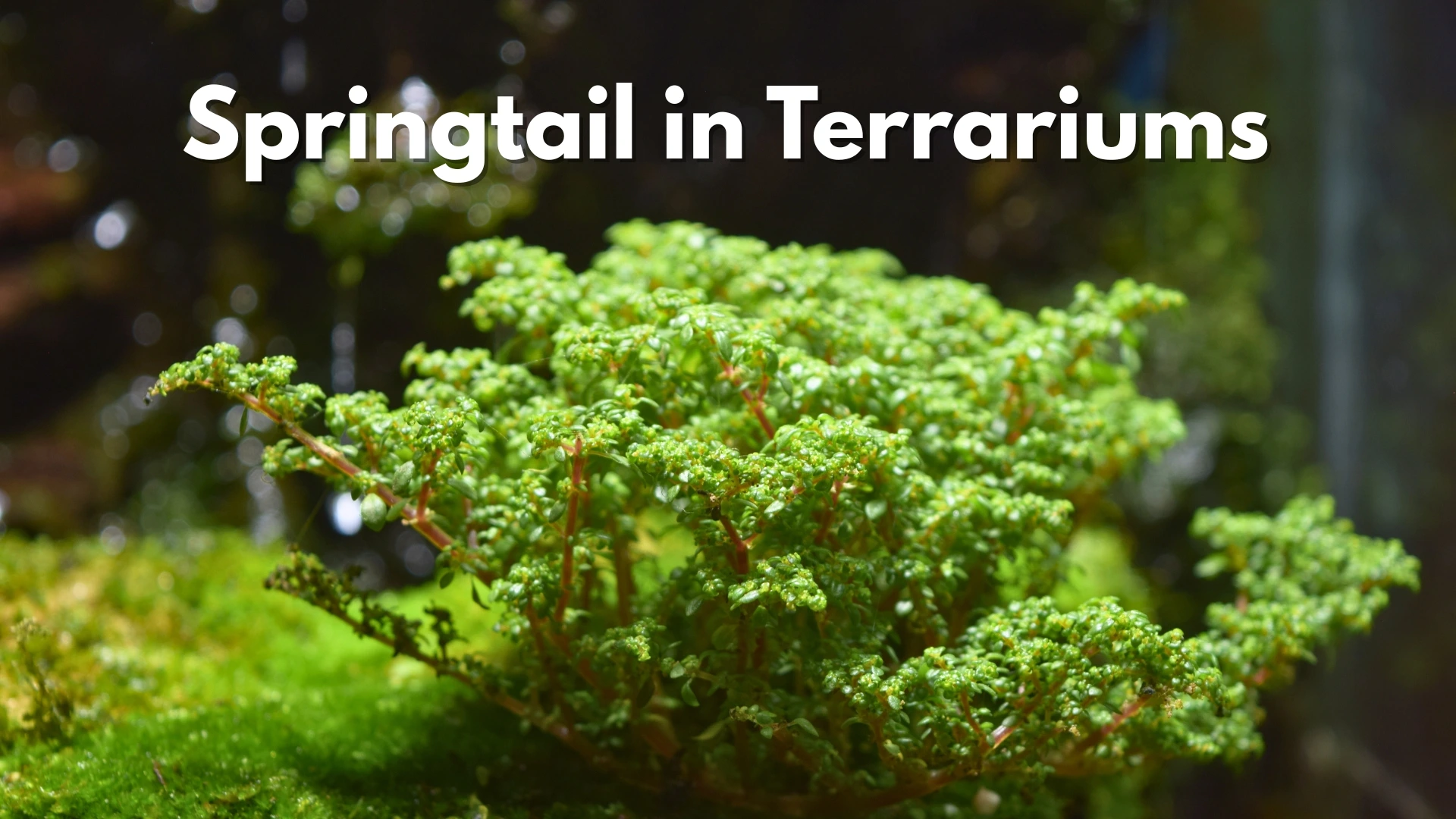 Green moss and plants inside a terrarium with text “Springtail in Terrariums” on top.