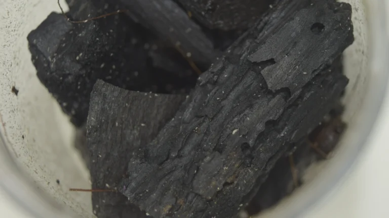 lose-up of charcoal pieces in a container showing small white springtails.