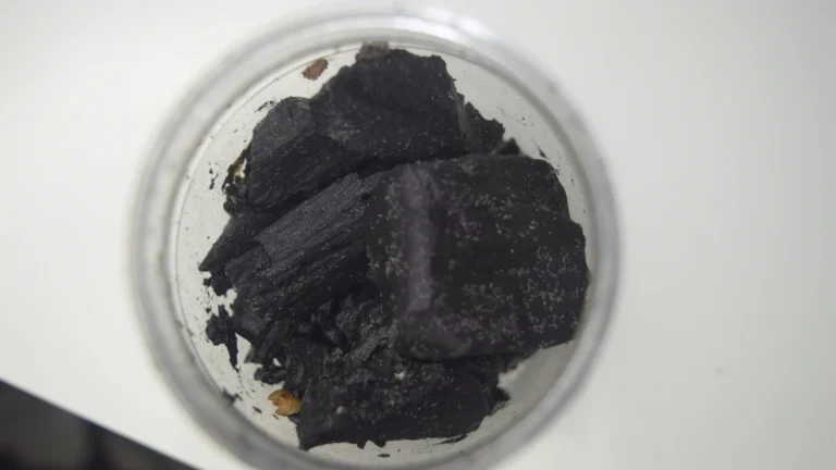 Top view of a container with charcoal pieces showing clusters of white springtails.