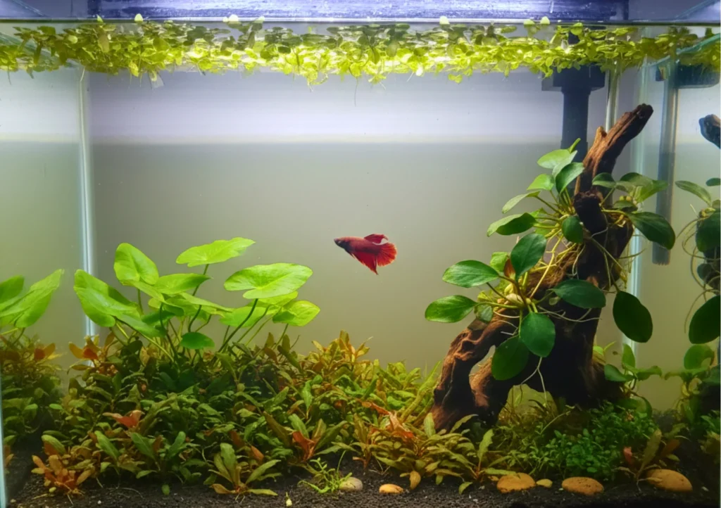 Serene planted betta aquarium with floating frogbit, crypts and anubias on driftwood; red betta swimming midwater.