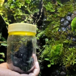 Hand holding a transparent jar with a yellow lid containing springtail culture on charcoal and soil, placed in front of a lush moss-covered terrarium wall with natural greenery.