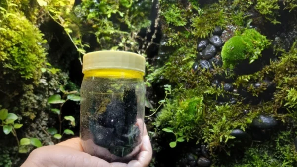 Hand holding a transparent jar with a yellow lid containing springtail culture on charcoal and soil, placed in front of a lush moss-covered terrarium wall with natural greenery.