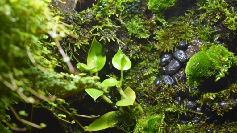 Close-up of moss and small green plants growing on damp soil and rocks inside a terrarium.