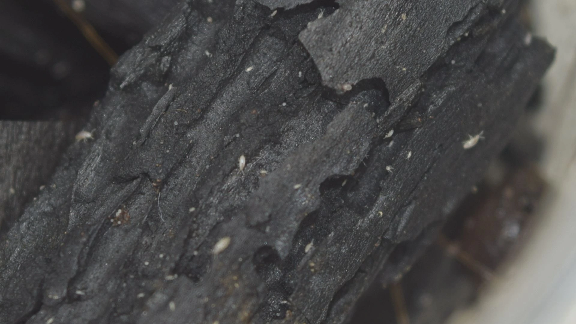 Close-up of small white springtails on charcoal bark in a terrarium.