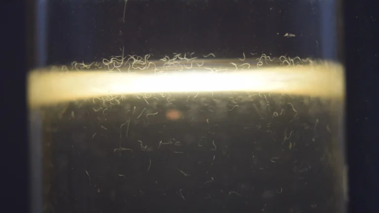 Vinegar eels (Turbatrix aceti) forming a white band at the air–liquid interface of apple cider vinegar, backlit in a glass jar.