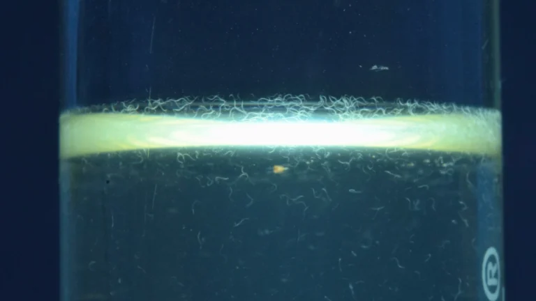 Vinegar eels (Turbatrix aceti) forming a dense white band at the air–liquid interface of apple cider vinegar, strongly backlit in a glass jar.