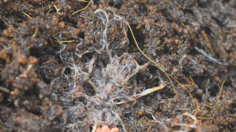 Close-up view of grindal worms clustered together on moist soil substrate.