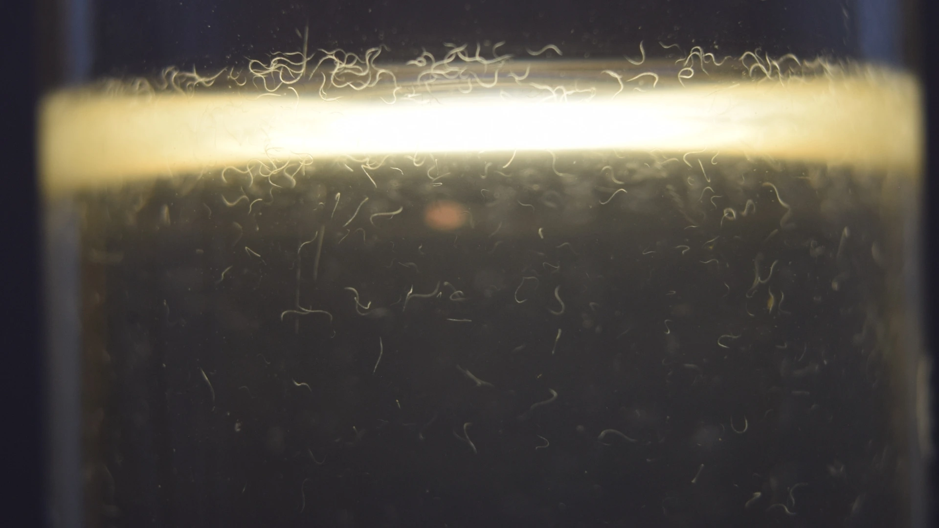Ultra-realistic macro close-up of a thriving vinegar eel culture inside a glass jar or beaker. Thousands of tiny, thin, white, worm-like vinegar eels (turbatrix aceti) are suspended and wriggling in the dark, cloudy liquid, illuminated by a bright, horizontal band of light shining through the glass. The light band emphasizes the dense concentration of eels near the surface or a specific level in the jar.