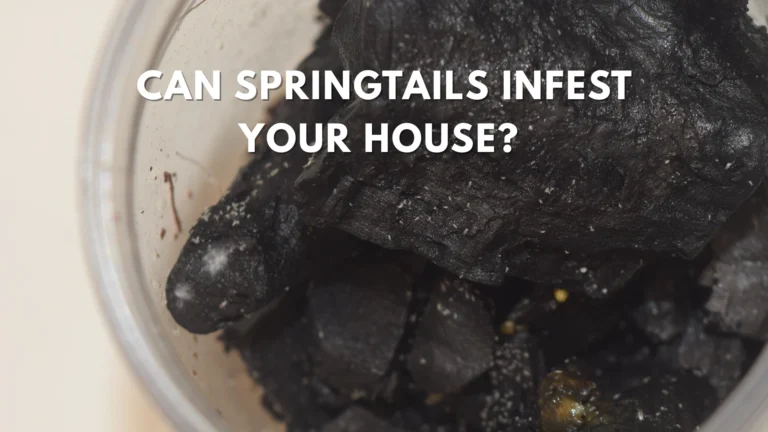 Charcoal pieces in a container with text “Can Springtails Infest Your House?” displayed on top.