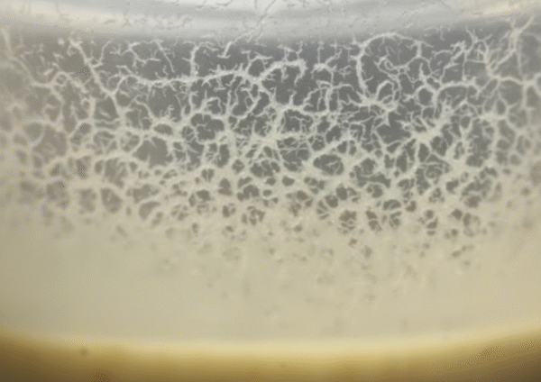 Live Microworm starter culture, for fish feeding