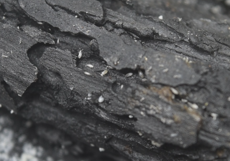 springtails walking on the piece of charcoal.
