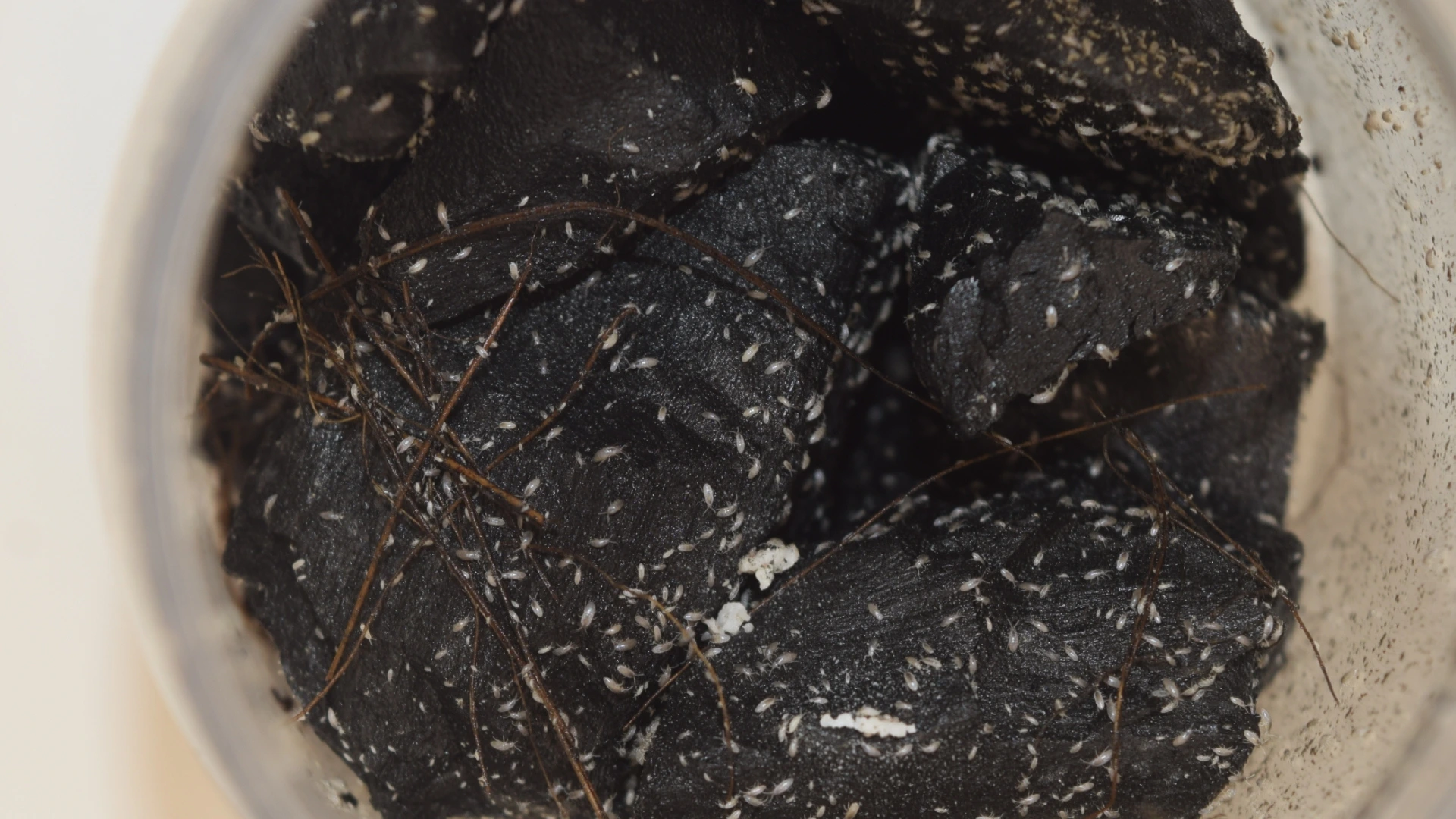 springtails crawling over moist black charcoal pieces inside a culture container