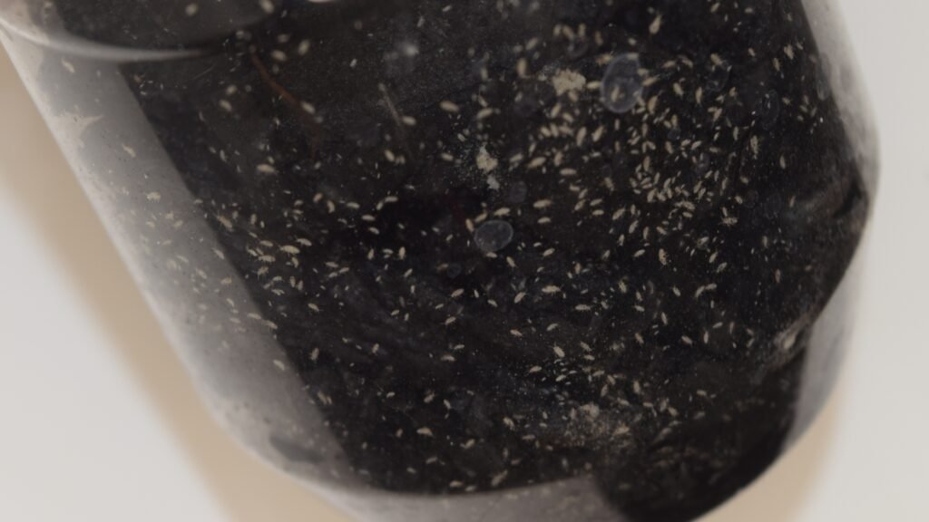springtails clustering on moist black charcoal inside a clear culture container