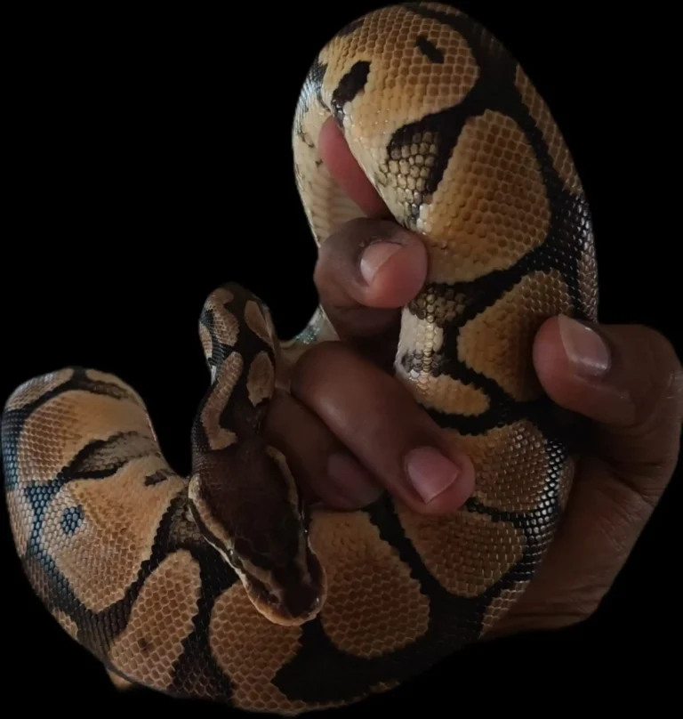 Ball python resting on hand