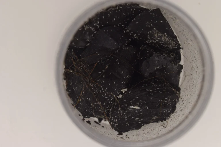 Springtails in a jar